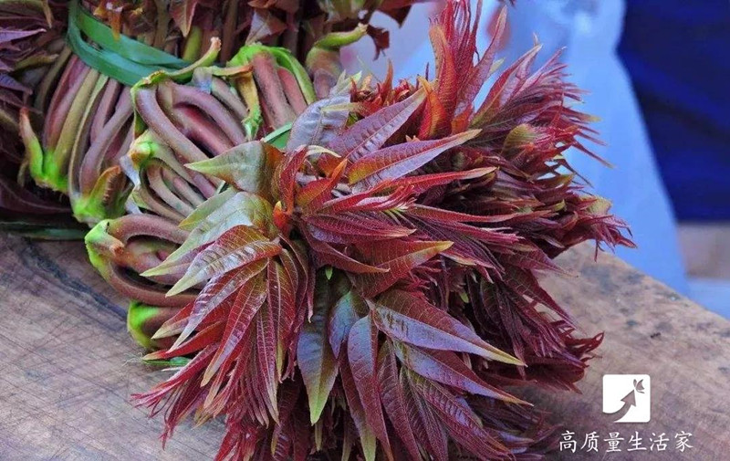 春天里要吃的四大黄金野菜,春天不可辜负的六种野菜