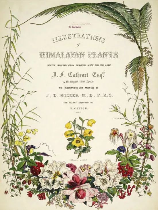 去喜马拉雅山采集杜鹃花，这个英国人有多疯狂？