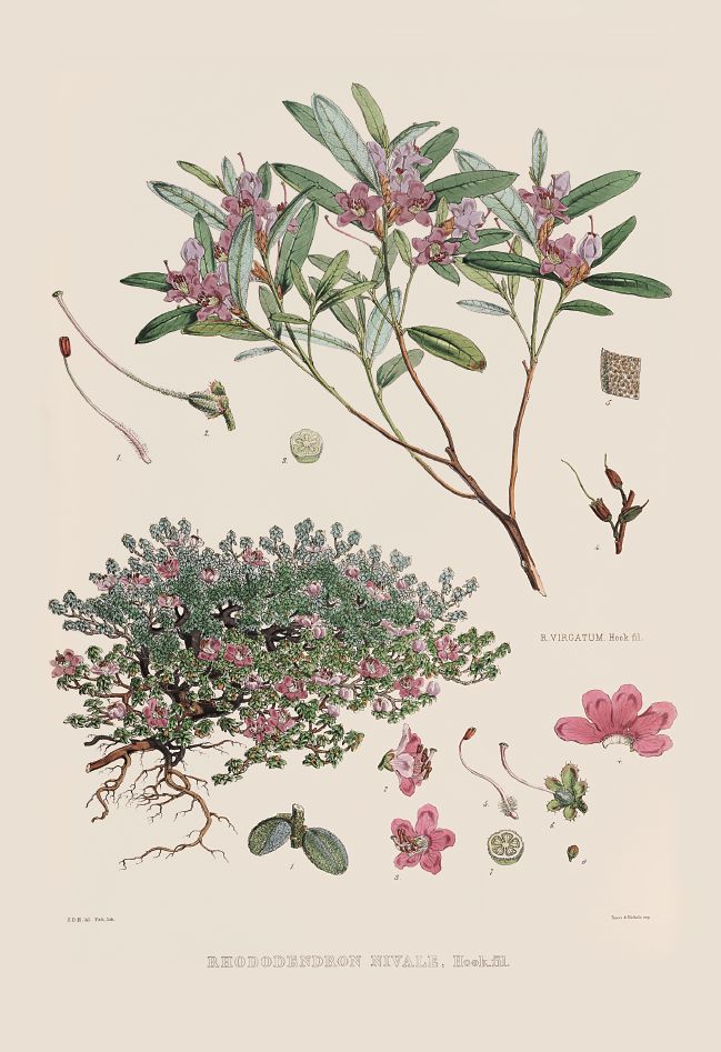 去喜马拉雅山采集杜鹃花，这个英国人有多疯狂？