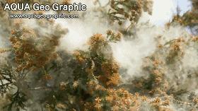 花粉症日本,日本花粉症几月份开始