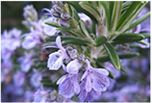 美国trukid防晒霜,truik防晒霜