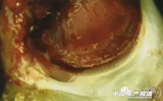 常见鱼鳃病,鱼类最难治的病