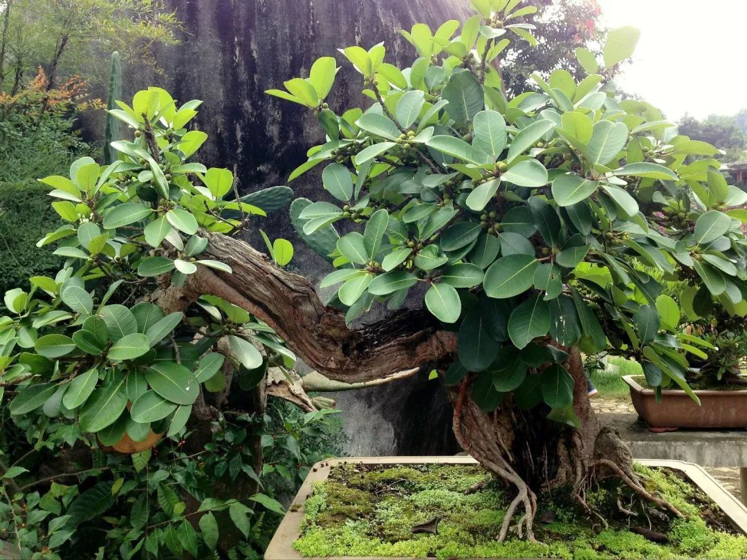 春天植树的方法,春天植树正当时