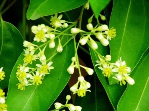 春天植树的方法,春天植树正当时