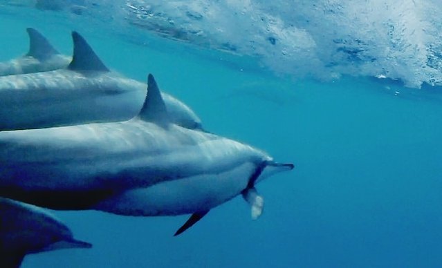 超美媳妇儿与你逃之夭夭大头强小蛮夭毛里求斯蜜月盛典~