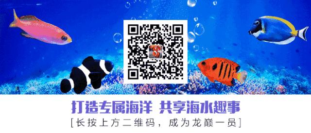 刚开缸爆藻的原因,爆藻期间藻断了