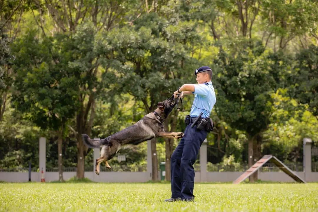 威海籍的香港警察,威海香港警察