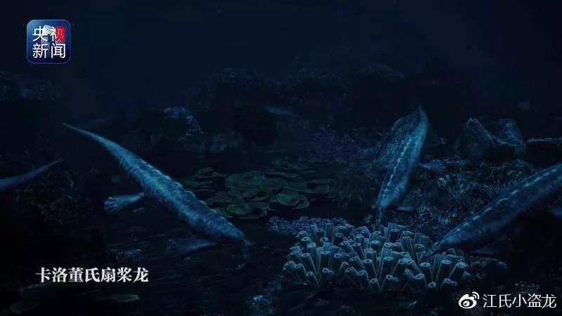 鸭嘴兽奇怪的地方在哪里,奇怪的鸭嘴兽