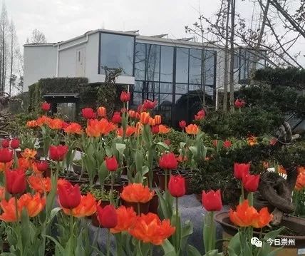 川派盆景、多彩田园，来观胜感受不一样的赏花节