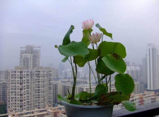 碗莲怎么种植才正确,碗莲的种植方法和技巧