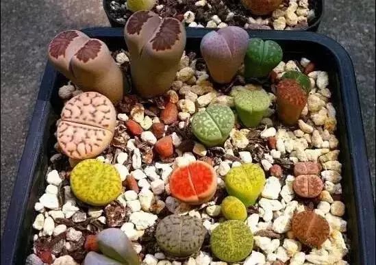 十几万一棵的多肉,一盆市价10万的多肉