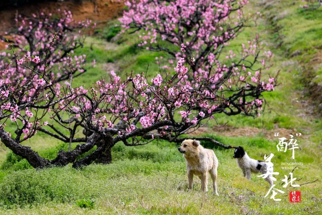 北仑清明游玩,下周北仑旅游景点