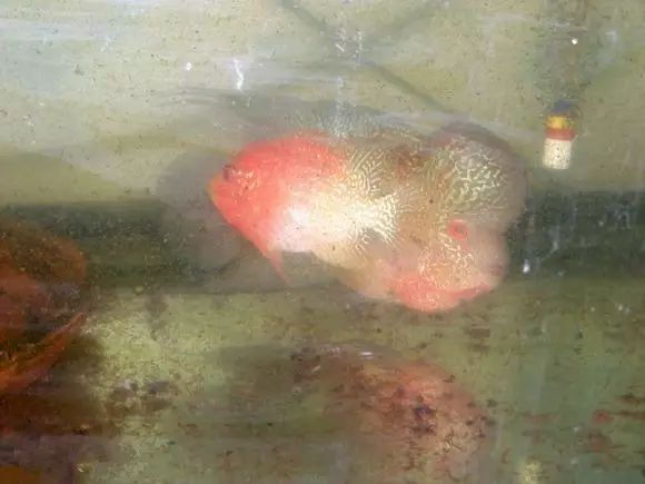 闆岄泟楸肩殑姝ｇ‘閰嶅鏂规硶,绉嶉奔濡備綍閰嶅