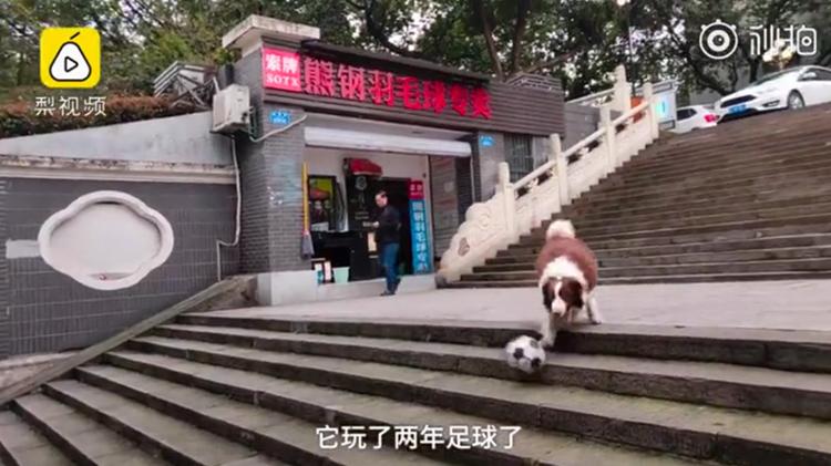 狗狗爱上足球运动,狗狗爱上足球队