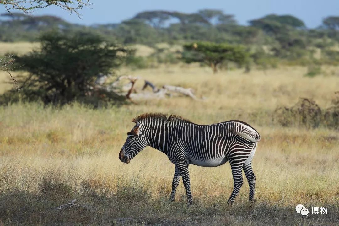 肯尼亚博物学之旅,博物肯尼亚