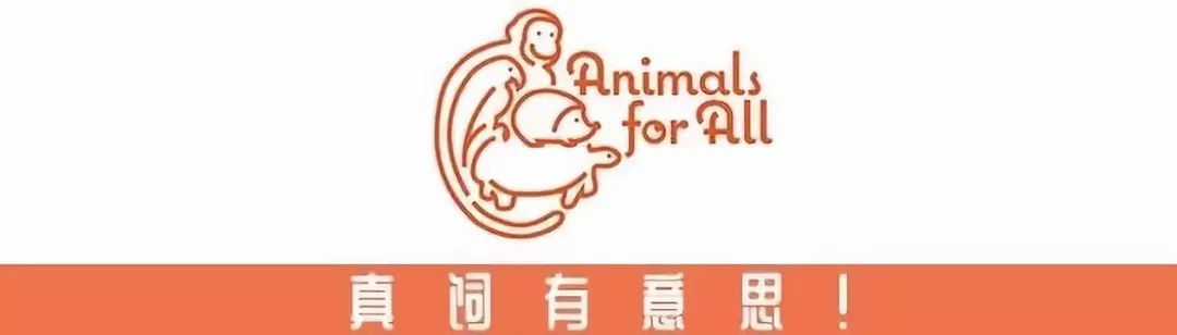 还有人养臭鼬当宠物,想不到吧日文