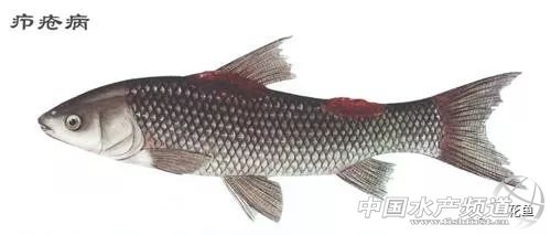 鱼疥疮病原因,鱼痘疮病怎么治疗