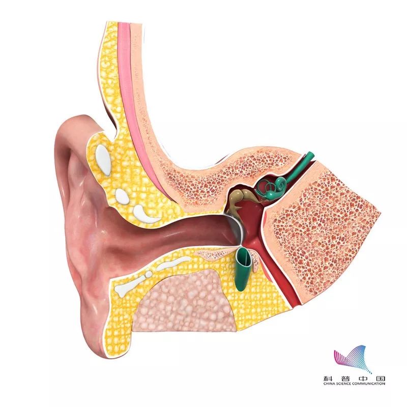 耳朵如何掏最舒服,耳朵正确掏法图解