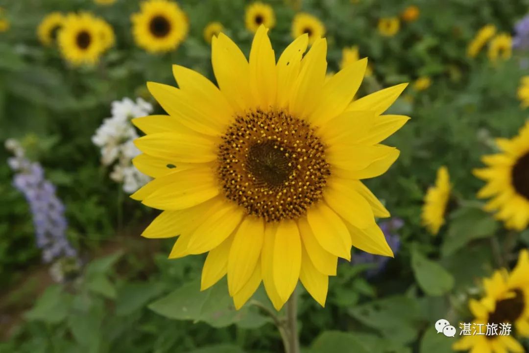一月份湛江好去处,湛江适合几月份去