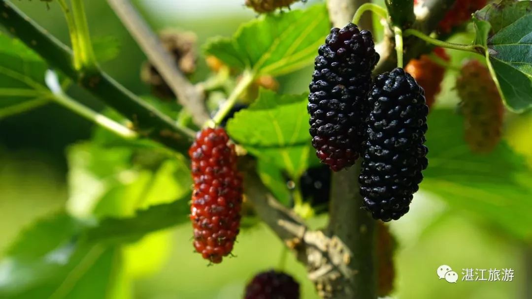 一月份湛江好去处,湛江适合几月份去