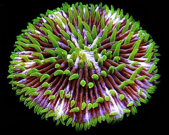 海水鱼缸微缸,如何打造一个海水缸