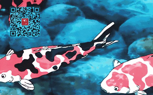 锦鲤动作解析,锦鲤各种肢体动作说明