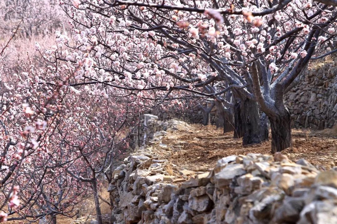 正当时莲花山踏青,莲花山赏花要预约吗