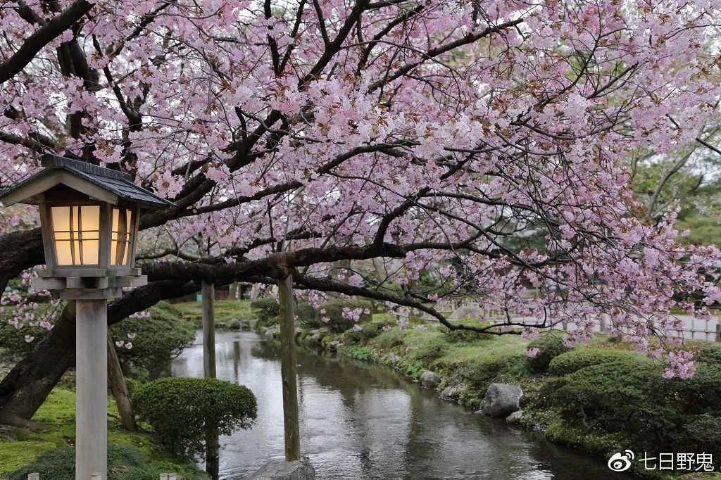 2019年日本大赏排行榜,2018全日本赏樱花旅游攻略