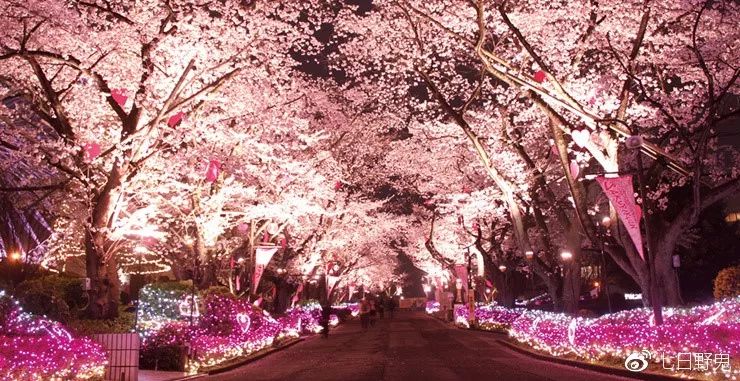 2019年日本大赏排行榜,2018全日本赏樱花旅游攻略