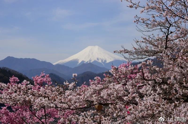 2019年日本大赏排行榜,2018全日本赏樱花旅游攻略