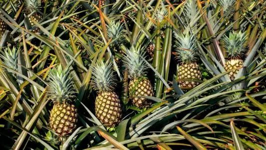 小编的傻媳妇买了菠萝,非要说是凤梨!还要给我科普……