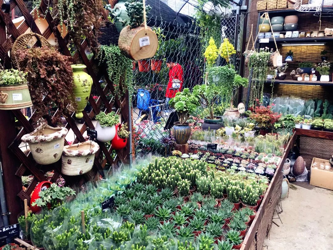 花色撩人,亲测德阳这两家花市,“花chi”去了就不想出来!