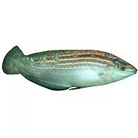 parasites寄生虫,sps虫