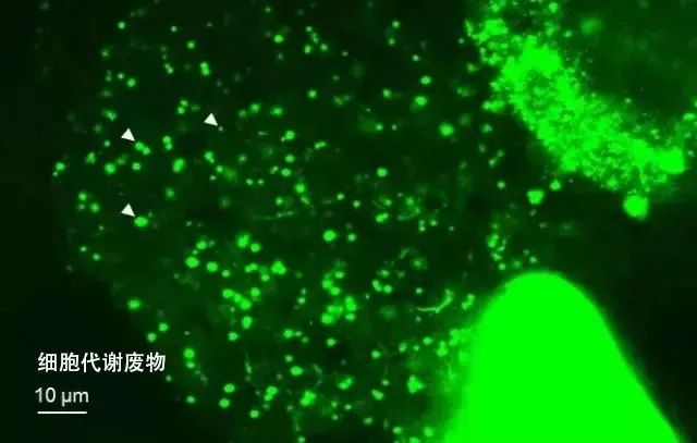 被国外人疯抢的国货之光,曾经的国货之光如今跌落神坛