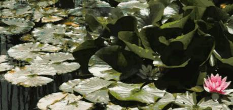 omg买它买它什么梗,omg买它原版