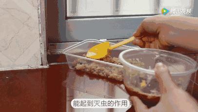 洗衣粉加肥皂蟑螂怎么消灭最彻底,住一楼怎么除蟑螂蚊虫彻底