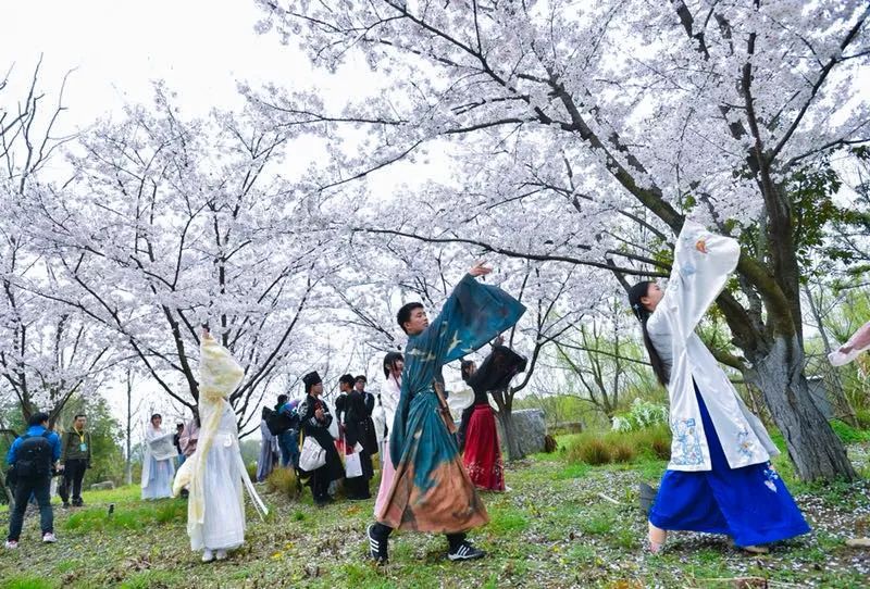 央视武汉樱花,央视新闻一起来看武汉樱花