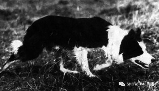 Elyn：非常安静内向的……野姑娘。|犬学知识专业版封面故事