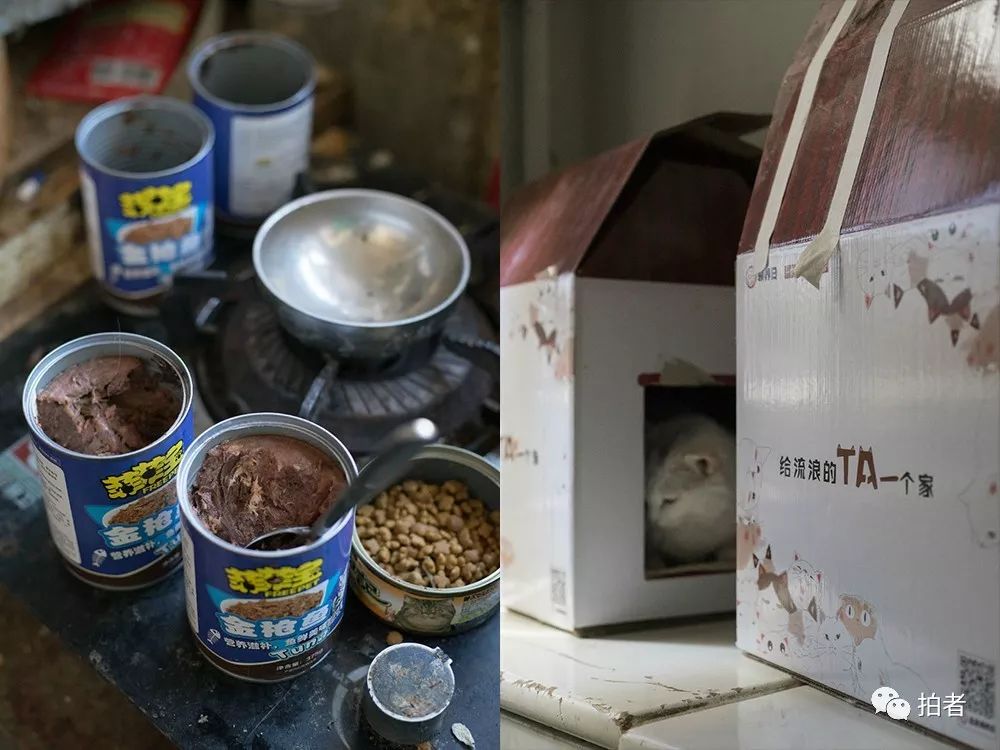 养40只流浪猫建新家,家里有18只流浪猫