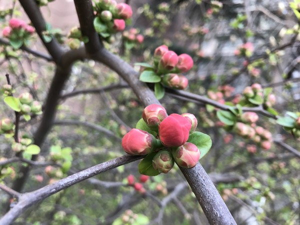 nokia9pureview拆解图,nokia9pureview和p40