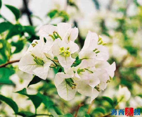 正宗同安红中国红三角梅,厦门三胎准生证哪里办理