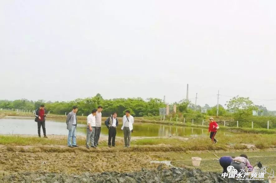 虾的养殖1亩利润有多少,虾价低迷