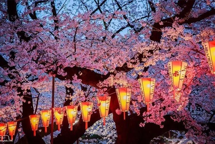 日本有关樱花的照片,日本最美樱花图