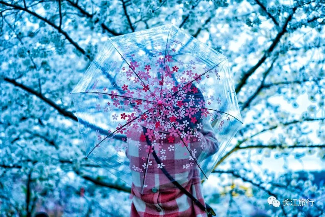人间最美四月天赏花攻略,人间最美四月天旅游