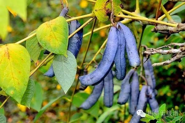 世界十大难吃水果,世界最坑人水果