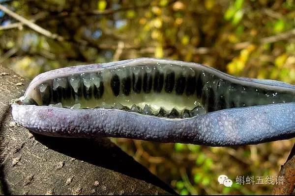 世界十大难吃水果,世界最坑人水果