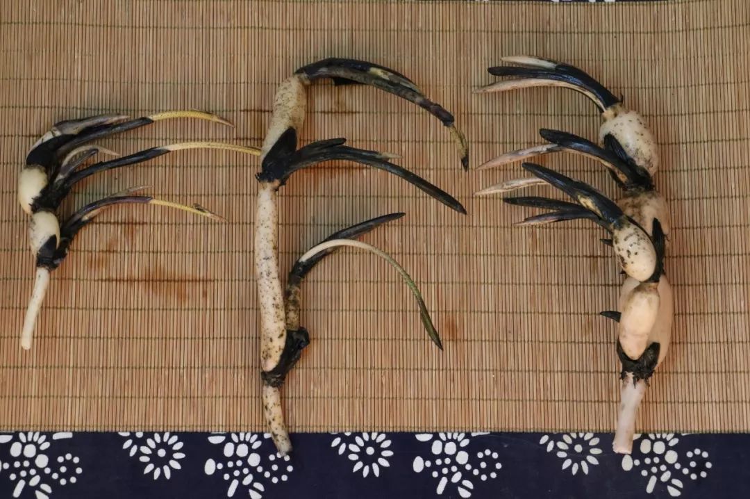 碗莲出现僵苗怎么补救,碗莲烂茎发黑怎么办