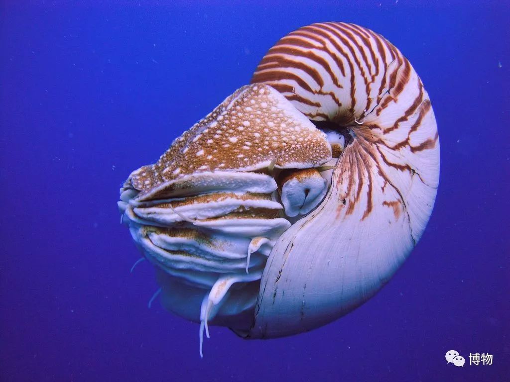 鱿鱼体内的塑料片是什么,鱿鱼里的透明塑料片是什么