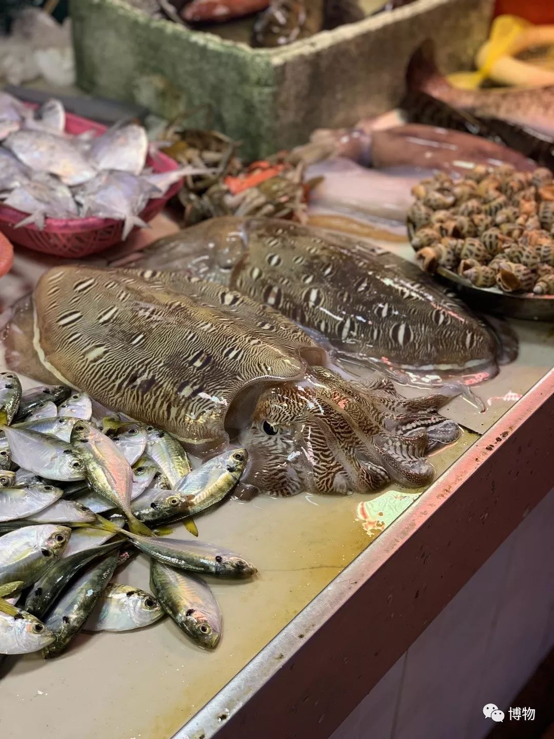 鱿鱼肚子里有长长的塑料片,鱿鱼塑料片