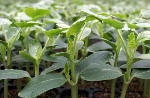 西瓜坐果干旱怎么补救,西瓜坐果了怎么让西瓜大